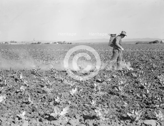 Dusting cauliflower plants near Santa Maria, California, 1937. Creator: Dorothea Lange.