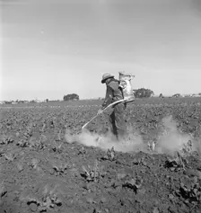 Dusting cauliflower plants near Santa Maria, California, 1937. Creator: Dorothea Lange