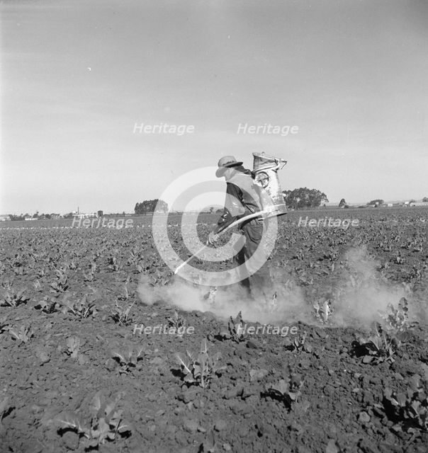 Dusting cauliflower plants near Santa Maria, California, 1937. Creator: Dorothea Lange.