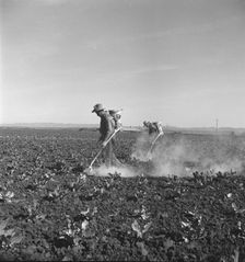 Dusting cauliflower plants near Santa Maria, California, 1937. Creator: Dorothea Lange