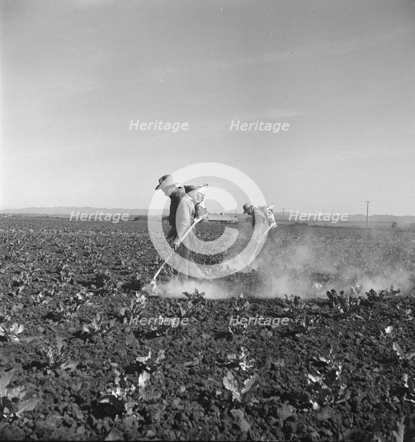 Dusting cauliflower plants near Santa Maria, California, 1937. Creator: Dorothea Lange.