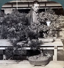 Dwarf pines and maples in Count Okuma's greenhouse, Tokyo, Japan, 1904. Artist: Underwood & Underwood