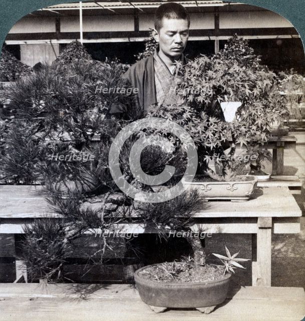 Dwarf pines and maples in Count Okuma's greenhouse, Tokyo, Japan, 1904. Artist: Underwood & Underwood