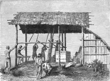 Dyaks Building a House; A Visit to Borneo 1875. Creator: A.M. Cameron