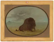 Dying Buffalo Bull, 1861/1869. Creator: George Catlin