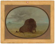 Dying Buffalo Bull, 1861/1869. Creator: George Catlin