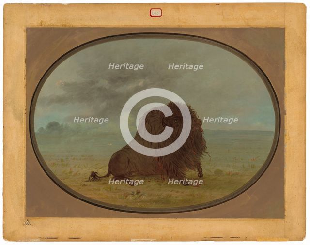 Dying Buffalo Bull, 1861/1869. Creator: George Catlin.