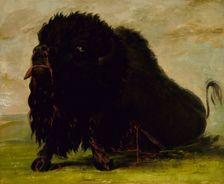 Dying Buffalo, Shot with an Arrow, 1832-1833. Creator: George Catlin