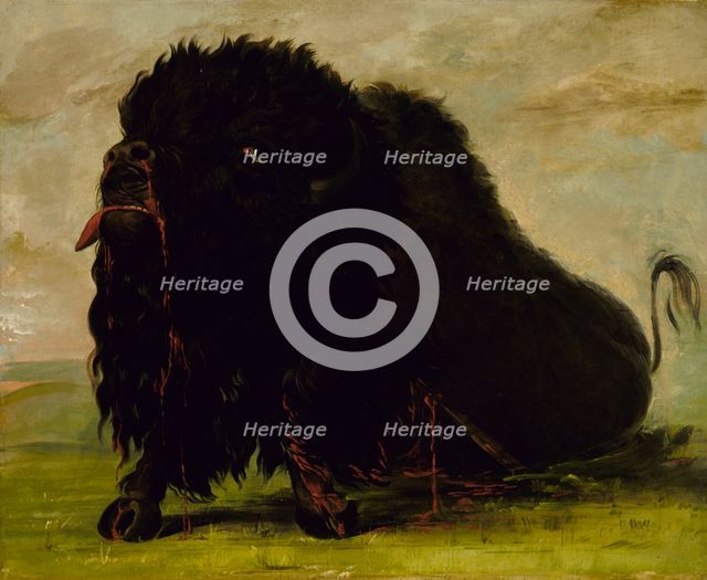 Dying Buffalo, Shot with an Arrow, 1832-1833. Creator: George Catlin.
