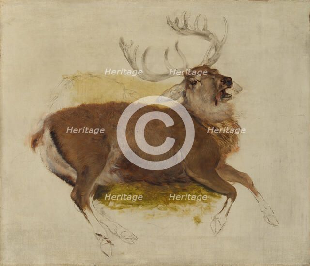 Dying Stag, ca. 1830. Creator: Edwin Henry Landseer.
