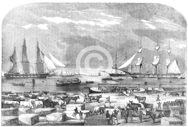 Embarkation of Cattle, at Trieste for the Auxiliary Army in the East, 1854. Creator: Unknown.