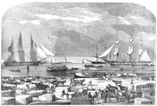 Embarkation of Cattle, at Trieste for the Auxiliary Army in the East, 1854. Creator: Unknown