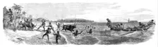 Embarking cattle at the port of Tamatave, Madagascar, 1864. Creator: Mason Jackson