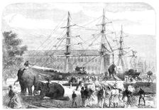 Embarking elephants at Bombay for the Abyssinian Expedition, 1868. Creator: C. R.