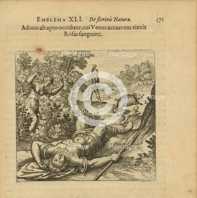 Emblem 41. Adonis is slain by a boar, and as Venus comes running she colours the Roses..., 1816. Creator: Merian, Matthäus, the Elder (1593-1650).