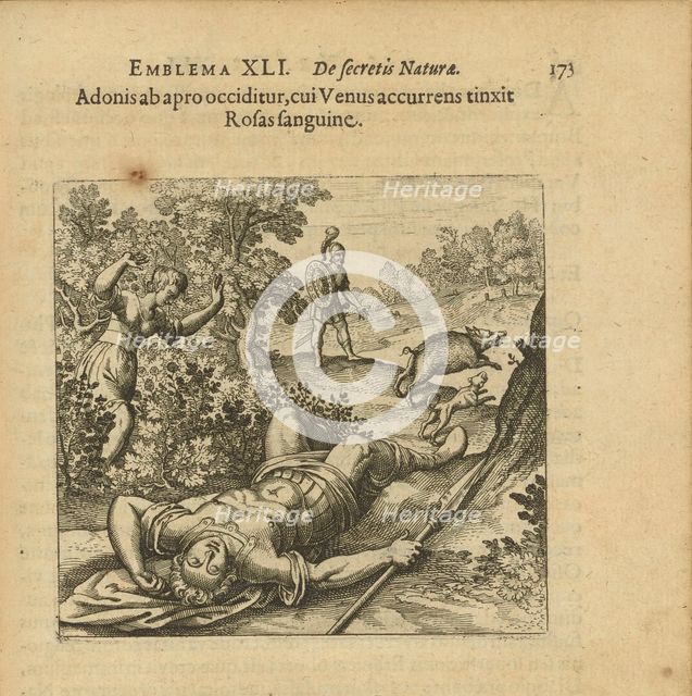 Emblem 41. Adonis is slain by a boar, and as Venus comes running she colours the Roses..., 1816. Creator: Merian, Matthäus, the Elder (1593-1650).