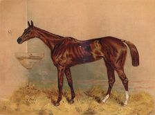 Emblem, Steeplechase Mare c1879. Creator: Unknown