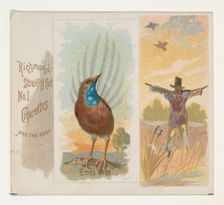 Emeu Wren, from the Song Birds of the World series (N42) for Allen & Ginter Cigarettes, 1890. Creator: Allen & Ginter