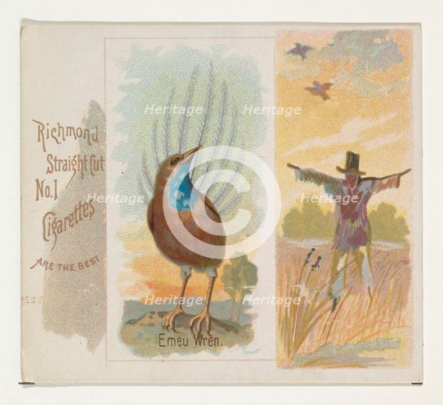Emeu Wren, from the Song Birds of the World series (N42) for Allen & Ginter Cigarettes, 1890. Creator: Allen & Ginter.