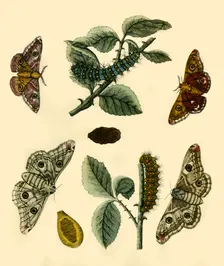 Emperor Moth 1749, (1943). Creator: H Terasson