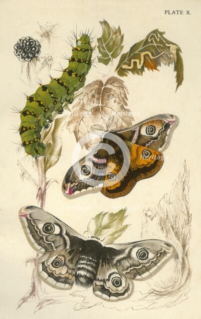 Emperor moths, 19th century. Creator: Unknown.