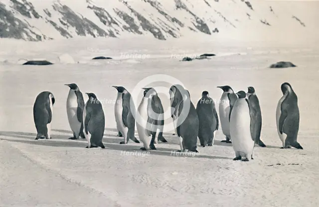 'Emperor Penguins', 1911, (1913). Artist: Frank Debenham.