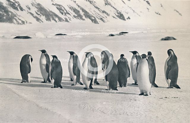 'Emperor Penguins', 1911, (1913). Artist: Frank Debenham.