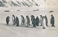 Emperor Penguins 1911, (1913). Artist: Frank Debenham