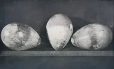 Emperor Penguins Eggs from Cape Crozier 1911, (1913). Artist: Herbert Ponting