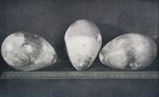 Emperor Penguins Eggs from Cape Crozier 1911, (1913). Artist: Herbert Ponting