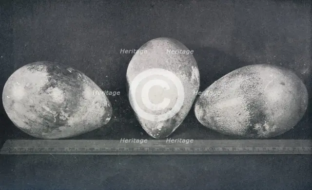 'Emperor Penguins' Eggs from Cape Crozier', 1911, (1913). Artist: Herbert Ponting.