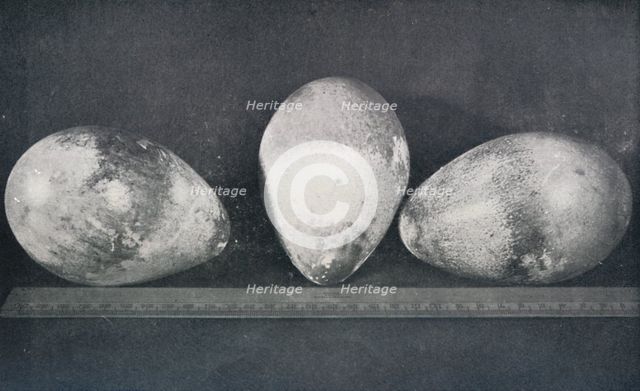 'Emperor Penguins' Eggs from Cape Crozier', 1911, (1913). Artist: Herbert Ponting.