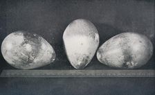 Emperor Penguins Eggs from Cape Crozier 1911, (1913). Artist: Herbert Ponting