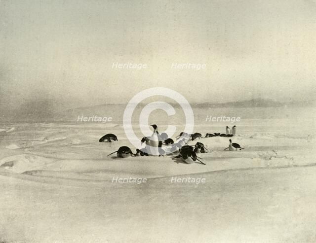 'Emperors Tobogganning', c1908, (1909). Artist: Unknown.