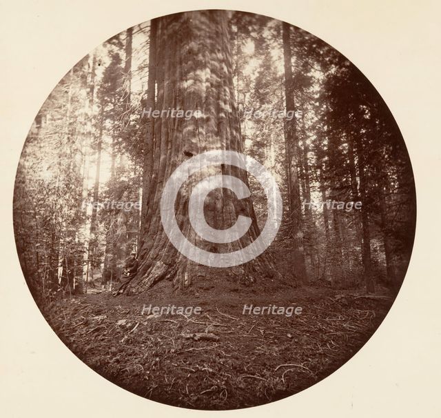 Empire State. C. Grove, ca. 1878. Creator: Carleton Emmons Watkins.