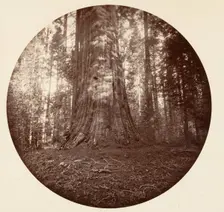Empire State. C. Grove, ca. 1878. Creator: Carleton Emmons Watkins