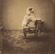 [Empress Eugénie's Poodle], 1850s. Creator: André-Adolphe-Eugène Disdéri
