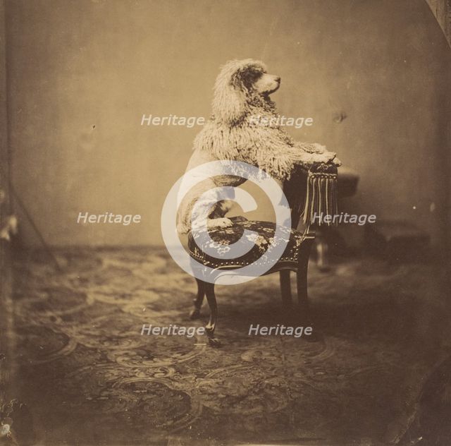 [Empress Eugénie's Poodle], 1850s. Creator: André-Adolphe-Eugène Disdéri.