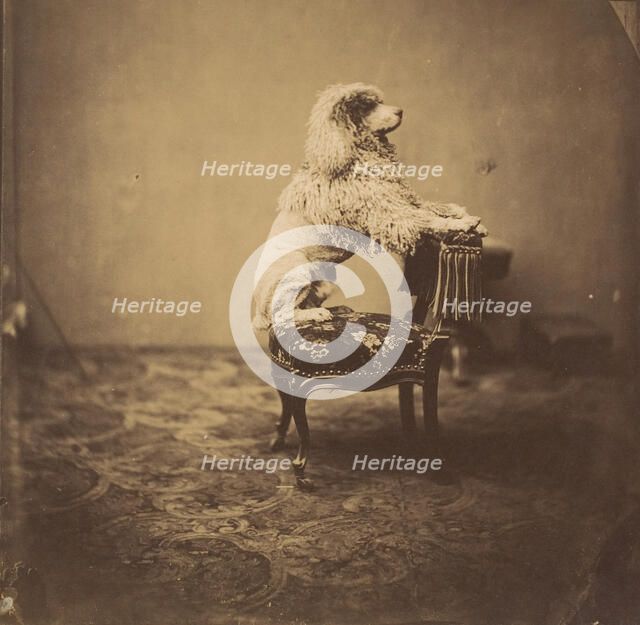 [Empress Eugénie's Poodle], 1850s. Creator: André-Adolphe-Eugène Disdéri.