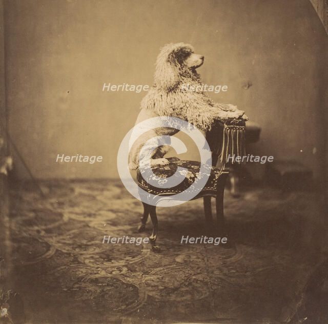 [Empress Eugénie's Poodle], 1850s. Creator: André-Adolphe-Eugène Disdéri.