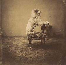 [Empress Eugénie's Poodle], 1850s. Creator: André-Adolphe-Eugène Disdéri