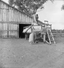 Emptying cotton after weighing, small cotton farm, Kern County, California, 1938. Creator: Dorothea Lange