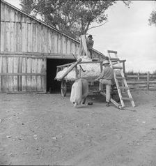 Emptying cotton after weighing, small cotton farm, Kern County, California, 1938. Creator: Dorothea Lange
