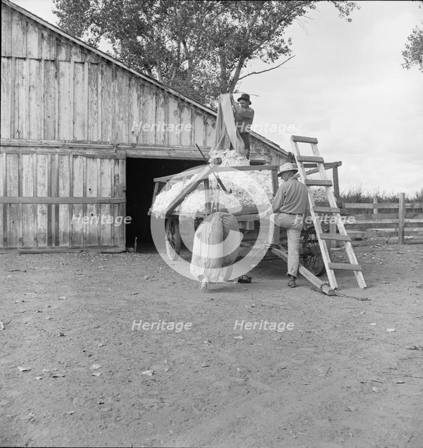 Emptying cotton after weighing, small cotton farm, Kern County, California, 1938. Creator: Dorothea Lange.
