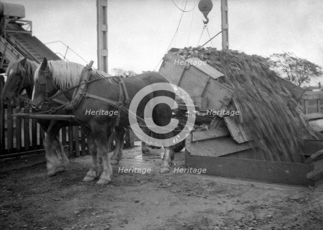 Emptying a wagonload of sugar beet at a sugar mill, Arlöv, Scania, Sweden, c1940s(?). Artist: Otto Ohm