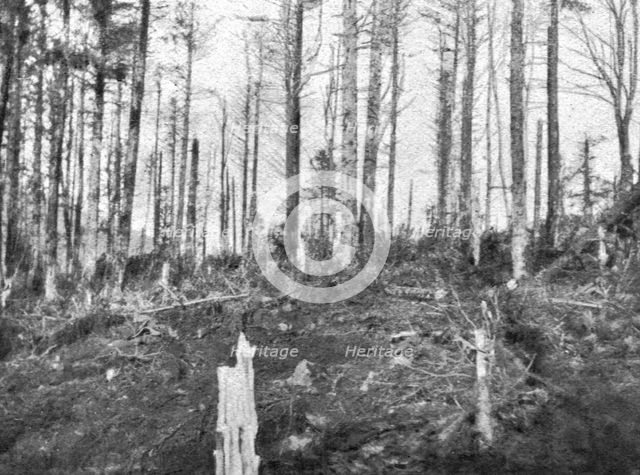 ''En Alsace; Les bois de l'Hartmannswillerkopf apres l'enlevement du sommet', 1915. Creator: Unknown.