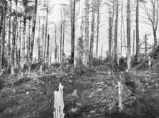 'En Alsace; Les bois de l'Hartmannswillerkopf apres l'enlevement du sommet 1915. Creator: Unknown