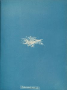 Enteromorpha clathrata, ca. 1853. Creator: Anna Atkins