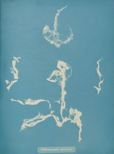 Enteromorpha ramulosa, ca. 1853. Creator: Anna Atkins