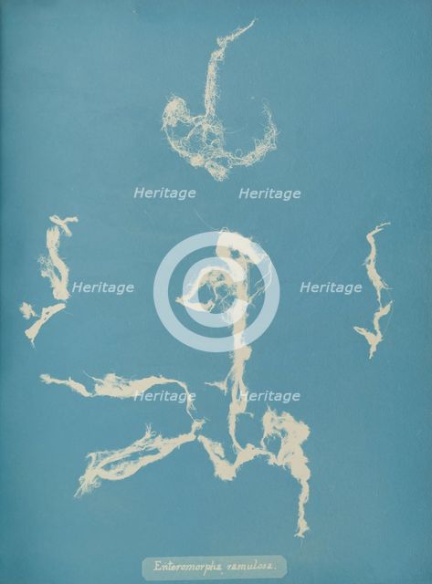 Enteromorpha ramulosa, ca. 1853. Creator: Anna Atkins.